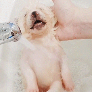 動物,犬,猫,しつけ,飼い方,育て方,病気,健康