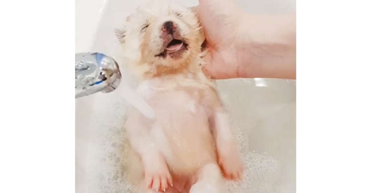 【お顔がへにょ〜ん】白くまっぽい秋田犬の赤ちゃんの入浴シーンに、心うばわれる29秒(*´ω`*)♡