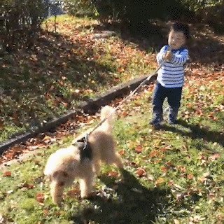 動物,犬,猫,しつけ,飼い方,育て方,病気,健康