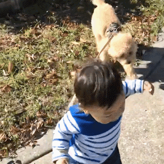 動物,犬,猫,しつけ,飼い方,育て方,病気,健康