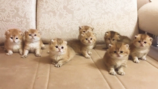 動物,犬,猫,しつけ,飼い方,育て方,病気,健康