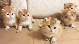 動物,犬,猫,しつけ,飼い方,育て方,病気,健康
