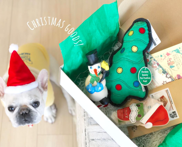 PECOBOXのクリスマス号、お申し込み受付中♪ 愛犬が喜ぶギフトについて、詳しく解説します!