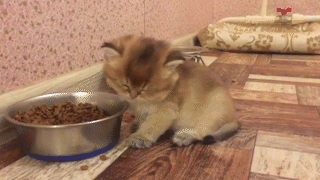 動物,犬,猫,しつけ,飼い方,育て方,病気,健康