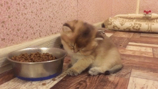 動物,犬,猫,しつけ,飼い方,育て方,病気,健康