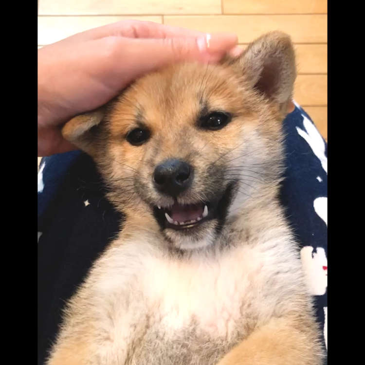 動物,犬,猫,しつけ,飼い方,育て方,病気,健康