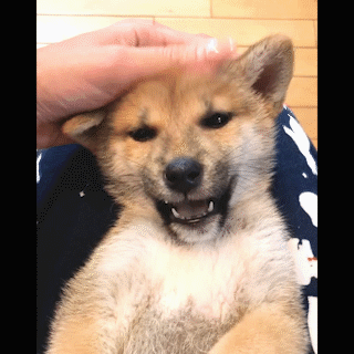 動物,犬,猫,しつけ,飼い方,育て方,病気,健康