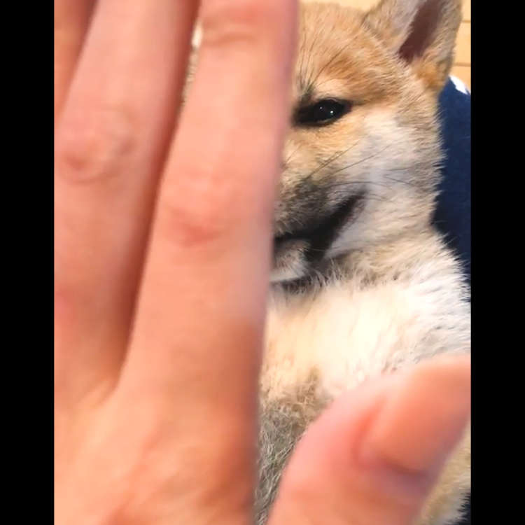 動物,犬,猫,しつけ,飼い方,育て方,病気,健康