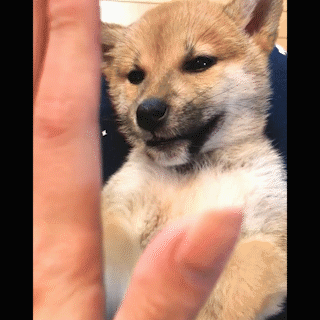 動物,犬,猫,しつけ,飼い方,育て方,病気,健康