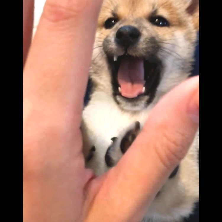 動物,犬,猫,しつけ,飼い方,育て方,病気,健康