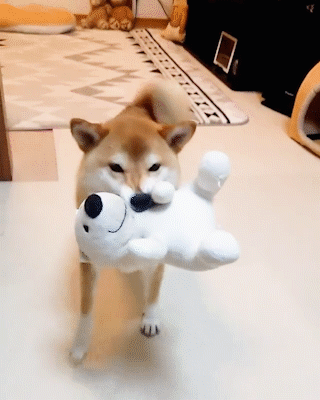 動物,犬,猫,しつけ,飼い方,育て方,病気,健康