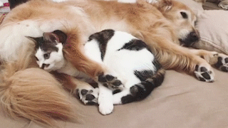動物,犬,猫,しつけ,飼い方,育て方,病気,健康