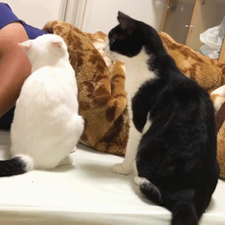 動物,犬,猫,しつけ,飼い方,育て方,病気,健康
