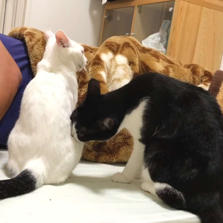 動物,犬,猫,しつけ,飼い方,育て方,病気,健康