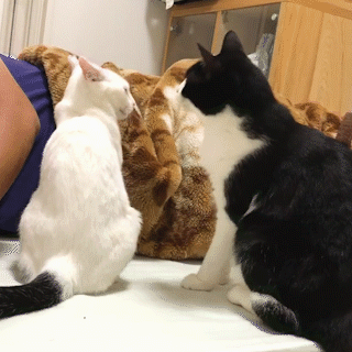 動物,犬,猫,しつけ,飼い方,育て方,病気,健康