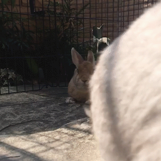 動物,犬,猫,しつけ,飼い方,育て方,病気,健康