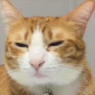動物,犬,猫,しつけ,飼い方,育て方,病気,健康