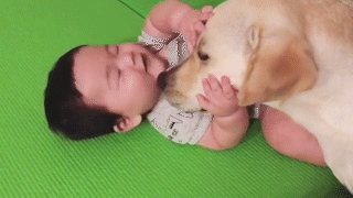 動物,犬,猫,しつけ,飼い方,育て方,病気,健康