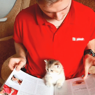 動物,犬,猫,しつけ,飼い方,育て方,病気,健康