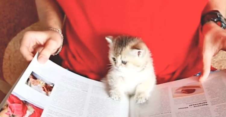 【読書の秋♪】前足をポンっと置き、本に興味津々な子猫。その様子が本を読んでいるようで…(*´ω`)♡