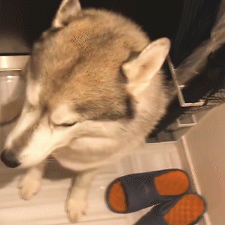 動物,犬,猫,しつけ,飼い方,育て方,病気,健康