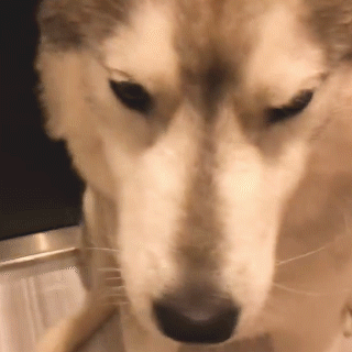 動物,犬,猫,しつけ,飼い方,育て方,病気,健康