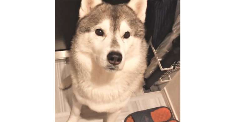 【どかないワン!】飼い主さんの外出を阻むワンコ♪ 何度お願いされても動かない様子に、愛情を感じる♡