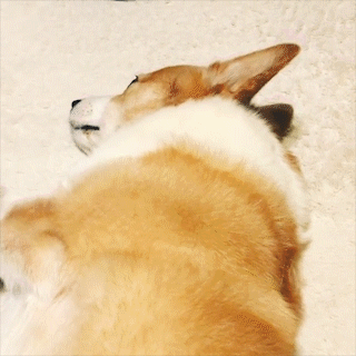 動物,犬,猫,しつけ,飼い方,育て方,病気,健康