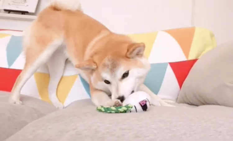 動物,犬,猫,しつけ,飼い方,育て方,病気,健康