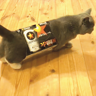 動物,犬,猫,しつけ,飼い方,育て方,病気,健康