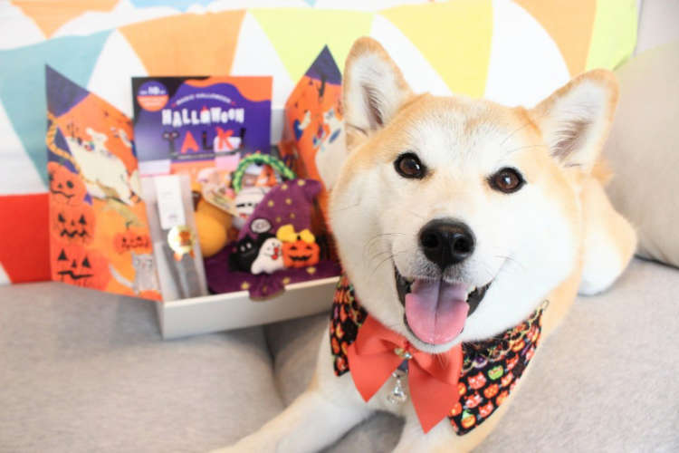 毎月届く『PECOBOX』! 10月号を愛犬にプレゼントした、飼い主さんたちの感想をご紹介します♪