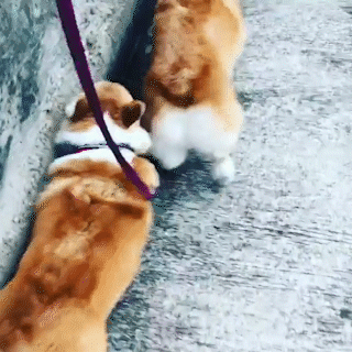 動物,犬,猫,しつけ,飼い方,育て方,病気,健康