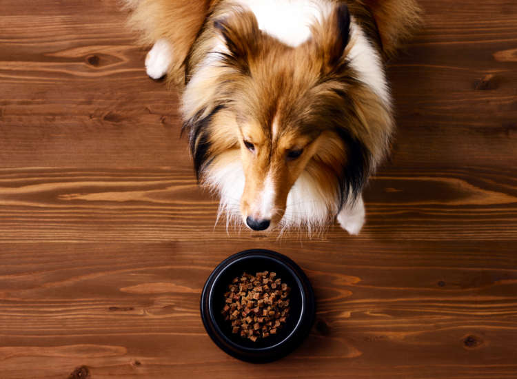 動物,犬,猫,しつけ,飼い方,育て方,病気,健康