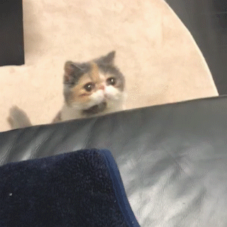 動物,犬,猫,しつけ,飼い方,育て方,病気,健康