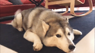 動物,犬,猫,しつけ,飼い方,育て方,病気,健康
