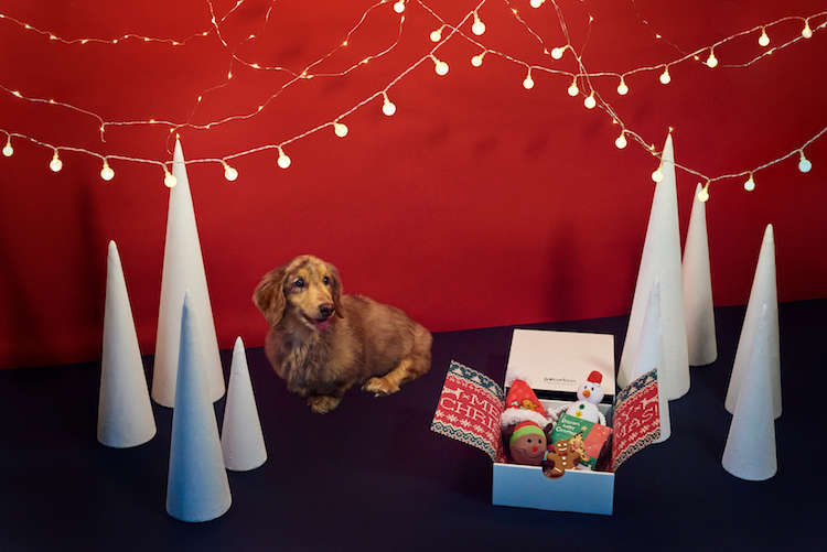 【#PECOBOXクリスマス】うちの子がWebCMデビュー?! モデルワンニャンを大募集します♪