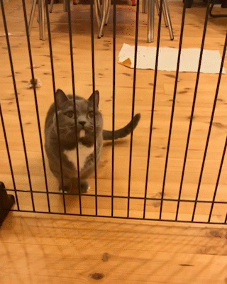 動物,犬,猫,しつけ,飼い方,育て方,病気,健康