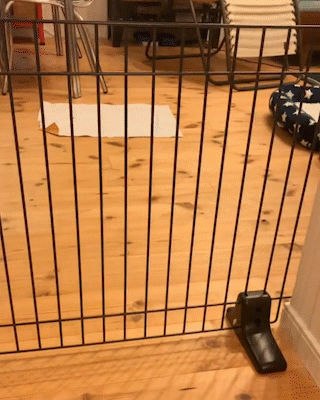 動物,犬,猫,しつけ,飼い方,育て方,病気,健康