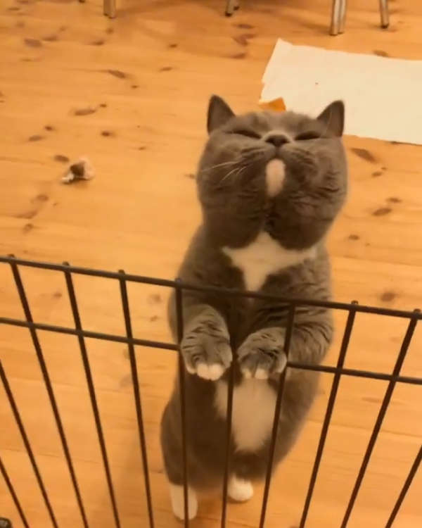 動物,犬,猫,しつけ,飼い方,育て方,病気,健康
