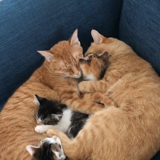 動物,犬,猫,しつけ,飼い方,育て方,病気,健康