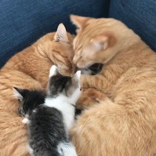動物,犬,猫,しつけ,飼い方,育て方,病気,健康
