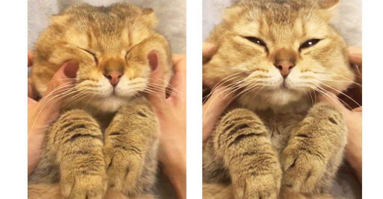お顔をムニュムニュされてウットリ顔になるニャンコ → 時間を忘れて見入ってしまう22秒♡