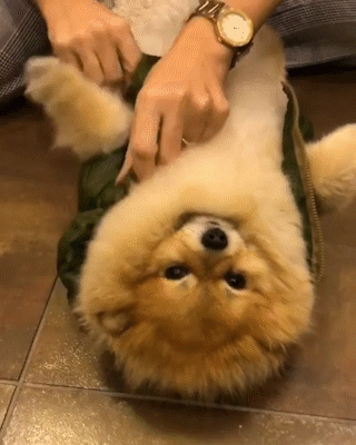 動物,犬,猫,しつけ,飼い方,育て方,病気,健康