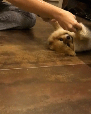 動物,犬,猫,しつけ,飼い方,育て方,病気,健康