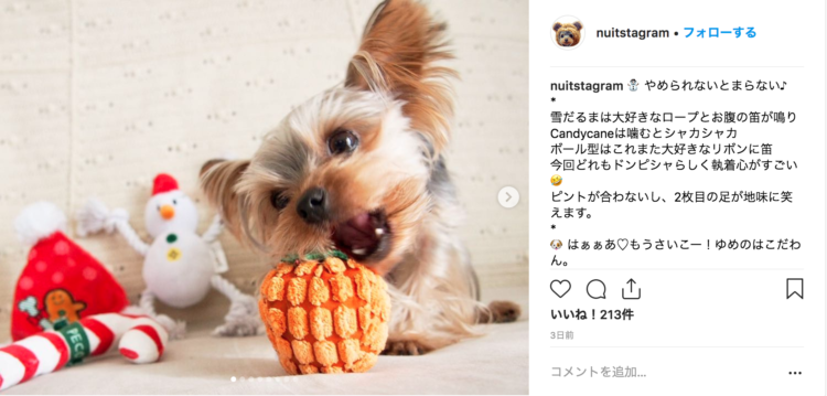 動物,犬,猫,しつけ,飼い方,育て方,病気,健康