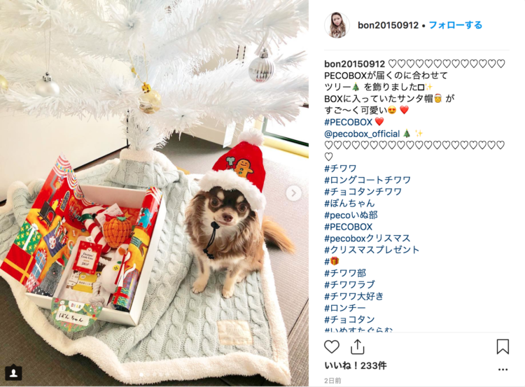 動物,犬,猫,しつけ,飼い方,育て方,病気,健康