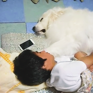 動物,犬,猫,しつけ,飼い方,育て方,病気,健康