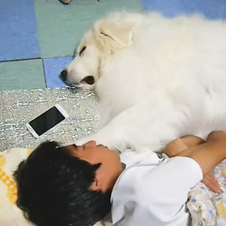 動物,犬,猫,しつけ,飼い方,育て方,病気,健康
