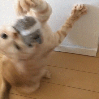 動物,犬,猫,しつけ,飼い方,育て方,病気,健康