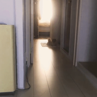 動物,犬,猫,しつけ,飼い方,育て方,病気,健康